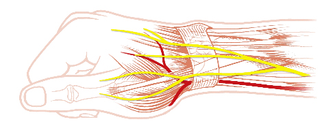 Formación de tendones en la mano