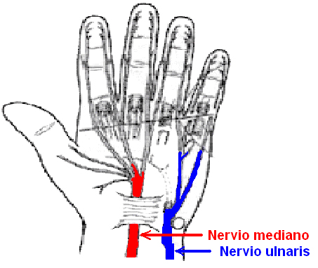 Nervio mediano y nervio ulnaris