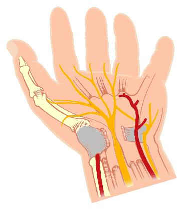 Descripción del túnel carpiano